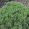 Kalninė pušis - Pinus mugo pumilio