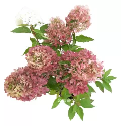 Hydrangea paniculata Living RASPBERRY PINK