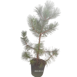 Juodoji pušis - Pinus nigra nigra
