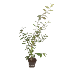 Autumn Olive - Elaeagnus multiflora