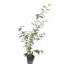Gausiažiedis žilakrūmis - Elaeagnus multiflora