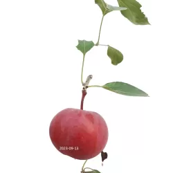 Žagarės sodų vaismedžiai internetu su pristatymu į namus