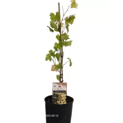 Grape Vine - Vitis SUKRIBE