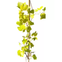 Gauruotasis vynmedis - Vitis labrusca SPULGA