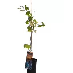 Šalčiui atsparūs vynmedžiai