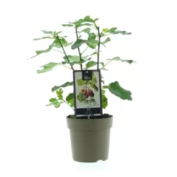 The Fig - Ficus carica PRECOSE DE DALMATIE