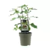 The Fig - Ficus carica PRECOSE DE DALMATIE