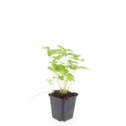 Žemuogė (remontantinė) - Fragaria vesca RUGEN