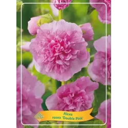 Piliarožė - Alcea rosea DOUBLE PINK