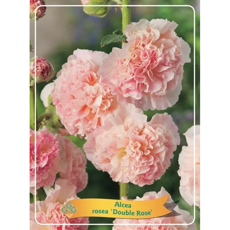 Piliarožė - Alcea rosea DOUBLE ROSE