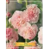 Alcea rosea Double ROSE