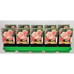 Piliarožė - Alcea rosea DOUBLE ROSE