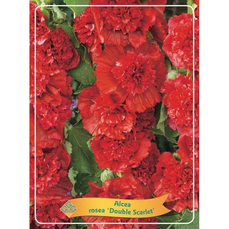 Alcea rosea Double SCARLET
