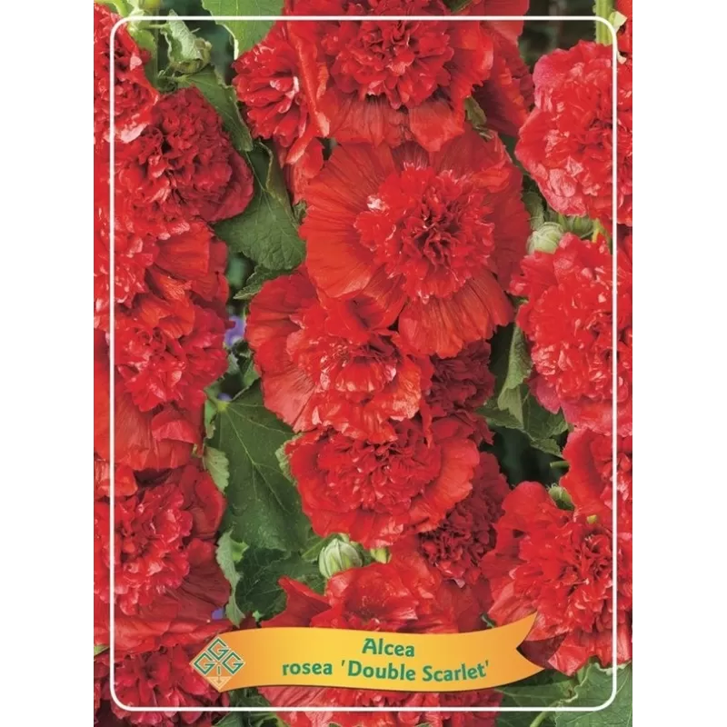Alcea rosea Double SCARLET