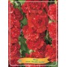 Alcea rosea Double SCARLET