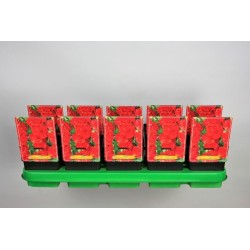 Alcea rosea Double SCARLET