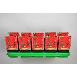 Piliarožė - Alcea rosea DOUBLE SCARLET