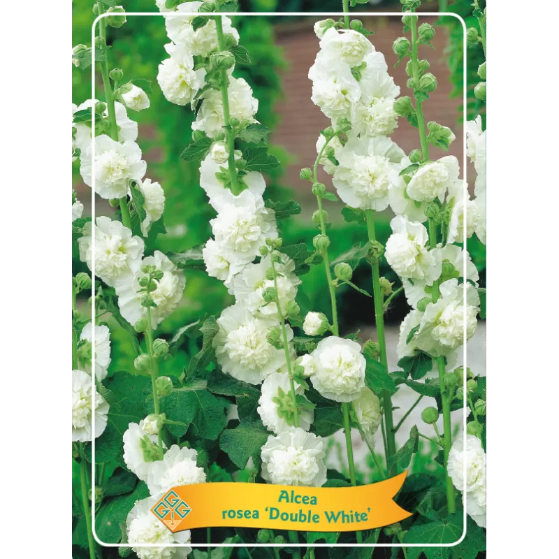 Alcea rosea Double WHITE