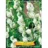 Alcea rosea Double WHITE