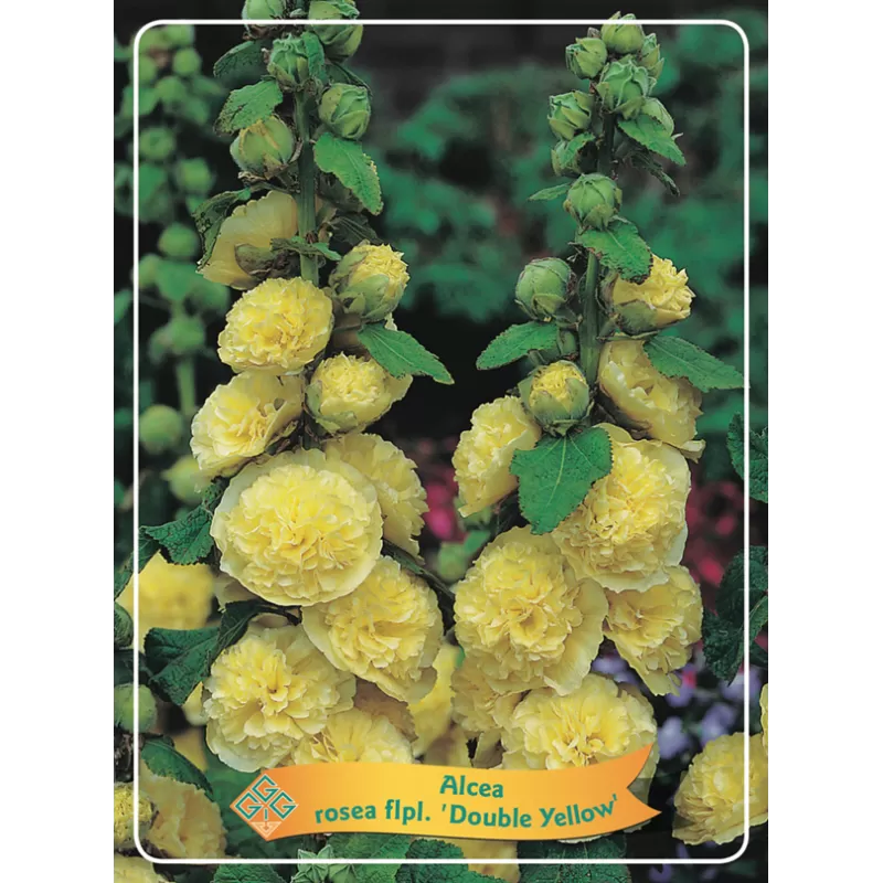 Piliarožė - Alcea rosea DOUBLE YELLOW