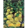 Piliarožė - Alcea rosea DOUBLE YELLOW