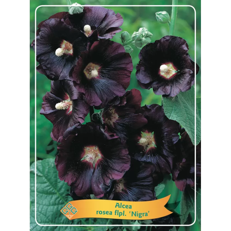 Piliarožė - Alcea rosea NIGRA