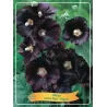 Piliarožė - Alcea rosea NIGRA