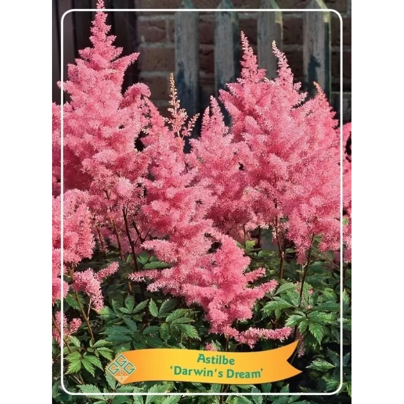 Astilbė - Astilbe simplicifolia DARWINS DREAM