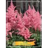 Astilbė - Astilbe simplicifolia DARWINS DREAM
