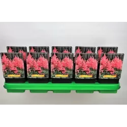 Astilbė - Astilbe simplicifolia DARWINS DREAM