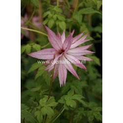 Clematis COUNTRY ROSE
