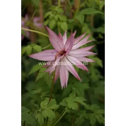 Raganė (vijutrė) - Clematis atragene COUNTRY ROSE ®