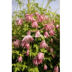 Clematis COUNTRY ROSE