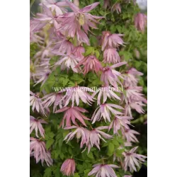 Raganė (vijutrė) - Clematis atragene COUNTRY ROSE ®
