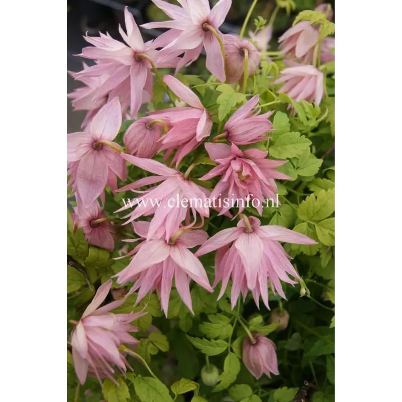 Clematis COUNTRY ROSE