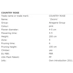 Raganė (vijutrė) - Clematis atragene COUNTRY ROSE ®