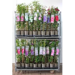 Clematis COUNTRY ROSE