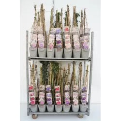 Clematis COUNTRY ROSE