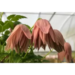 Clematis COUNTRY ROSE