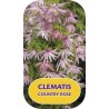 Clematis COUNTRY ROSE