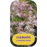 Raganė (vijutrė) - Clematis atragene COUNTRY ROSE ®