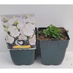 Campanula carpatica PERLA WHITE