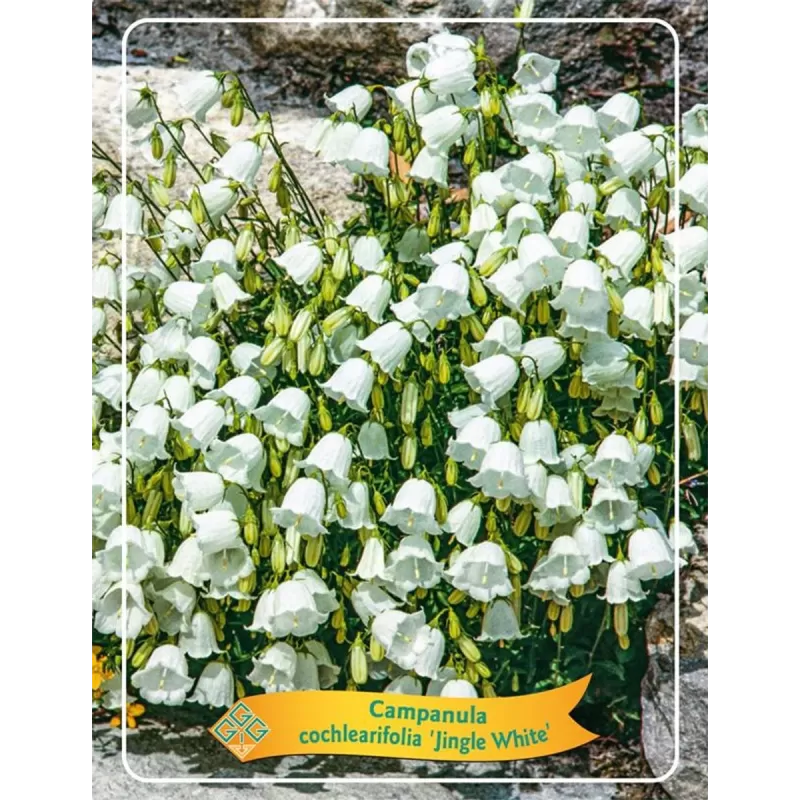 Campanula cochlearifolia JINGLE WHITE