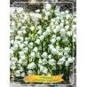 Campanula cochlearifolia JINGLE WHITE