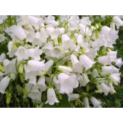 Campanula cochlearifolia JINGLE WHITE