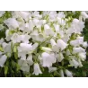 Katilėlis - Campanula cochlearifolia JINGLE WHITE