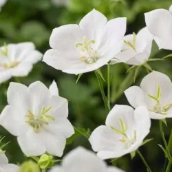 Karpatinis katilėlis - Campanula carpatica PERLA WHITE
