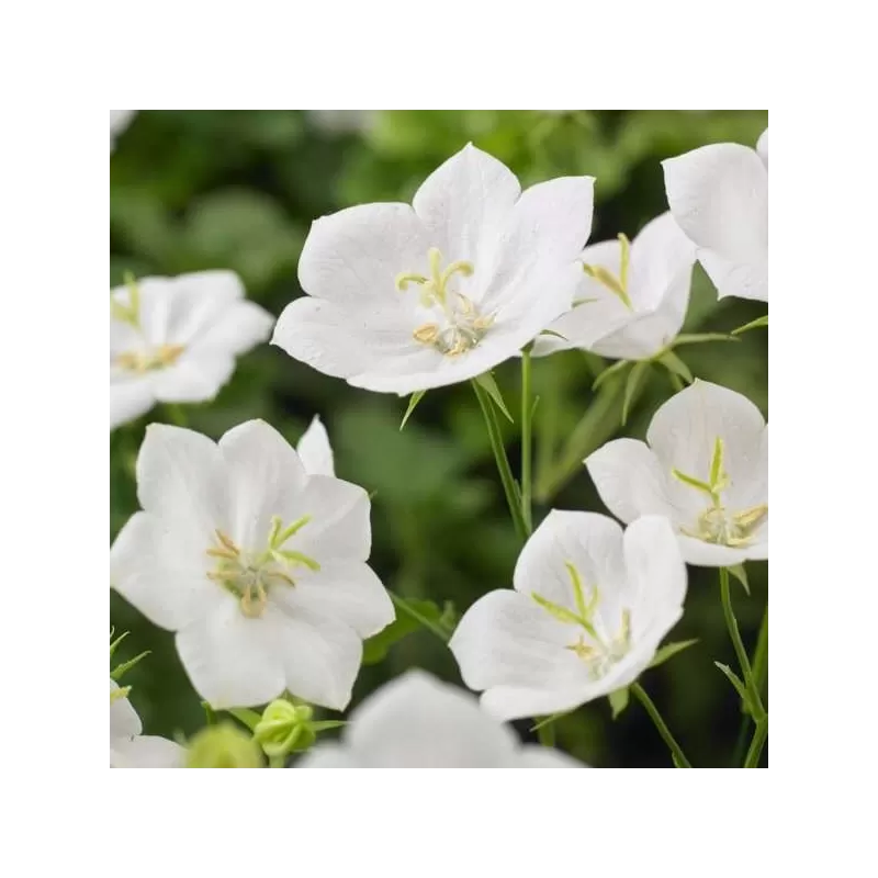Karpatinis katilėlis - Campanula carpatica PERLA WHITE