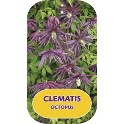 Clematis OCTOPUS ®