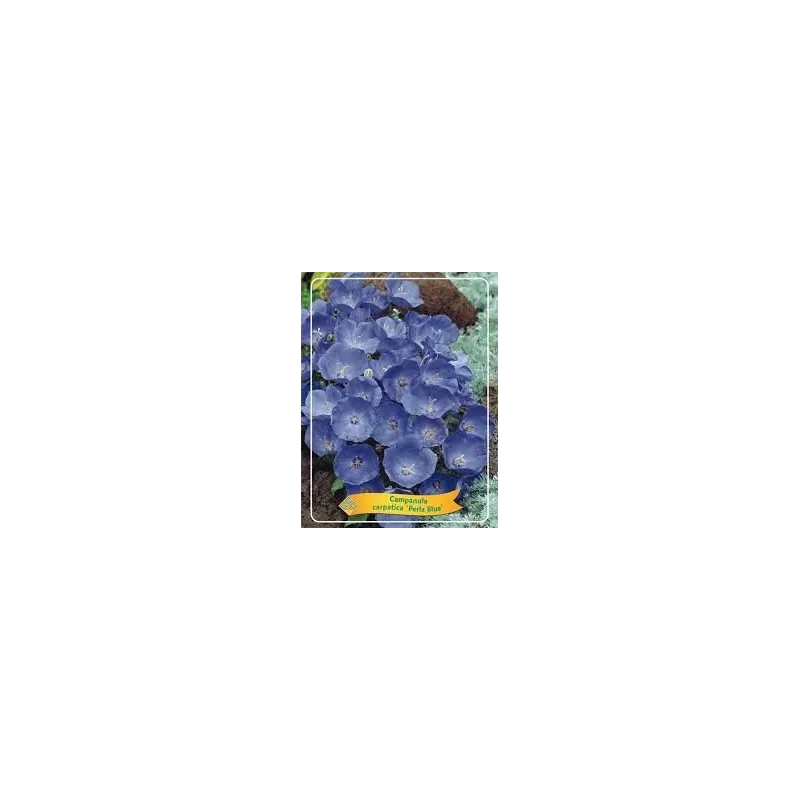 Campanula carpatica PERLA BLUE